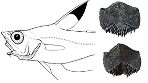 Nezumia aequalis_clave